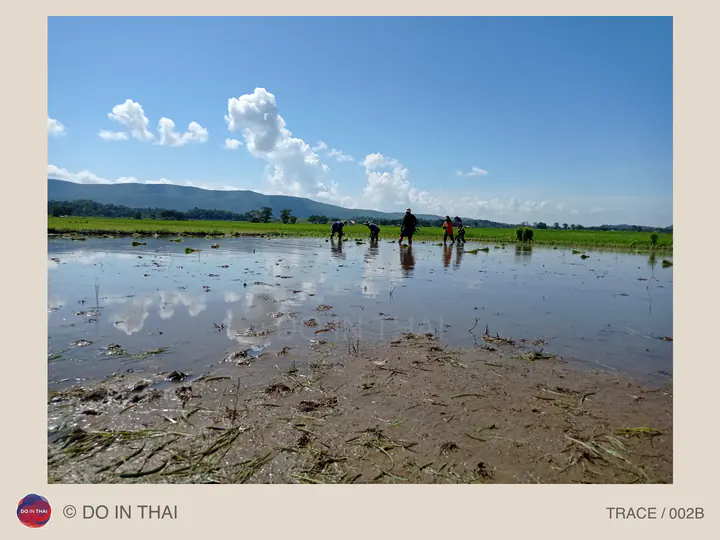People stand in a flooded rice paddy beneath a wide blue sky, with fields and mountains beyond.