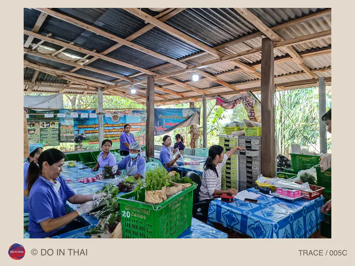 People prepare leafy produce around tables in an open-sided building, with baskets of vegetables and agricultural information posters nearby.