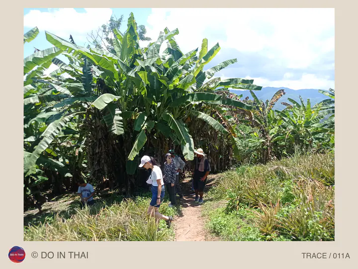 People walk along a narrow dirt path beside banana plants, with mountains in the distance.